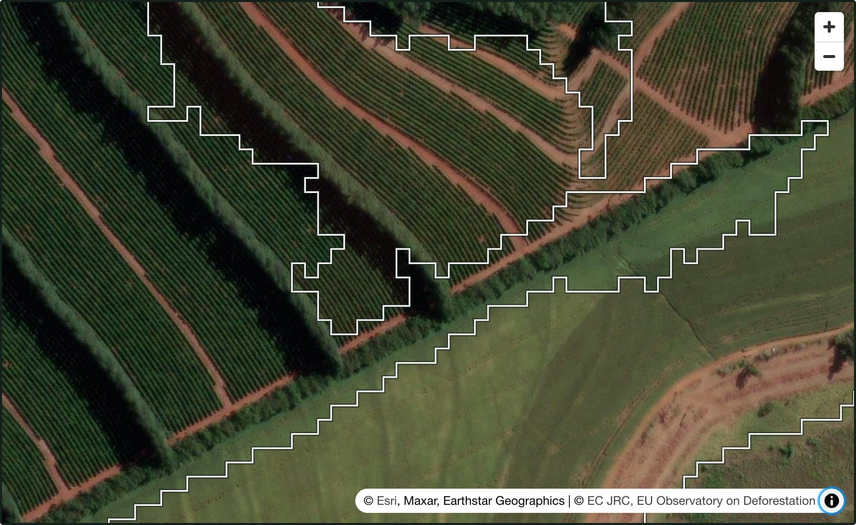 A six-field coffee block in Sao Paulo on satellite imagery, coffee rows visible, its declared boundary outlined with the EU 2020 forest map available as an overlay